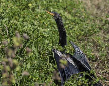 Американская змеешейка (Anhinga anhinga), также известная как анхинга или "водяная индейка". Сушит перья после плавания. В отличие от многих водных птиц, анхинги не имеют водонепроницаемого оперения, поэтому после охоты под водой им необходимо сушиться на солнце с распростертыми крыльями.