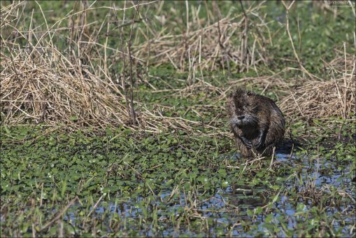 Нутрия (Myocastor coypus), также известная как болотный бобр или коипу. Нутрии не являются местными для Техаса - это инвазивный вид, родом из Южной Америки. Они попали в Северную Америку в результате разведения на меховых фермах в 20-м веке.