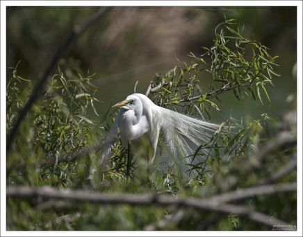 Большая белая цапля (Ardea alba). На фотографии птица демонстрирует характерные брачные украшения - длинные, тонкие перья на спине, которые называются "эгретами".
