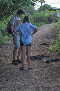 Группа морских игуан валяется прямо посреди тропы.