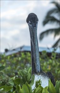Бурый пеликан (Pelecanus occidentalis) в кустах на побережье острова Санта-Крус. На Галапагосах они более спокойные и доверчивые по отношению к людям, чем на материке.