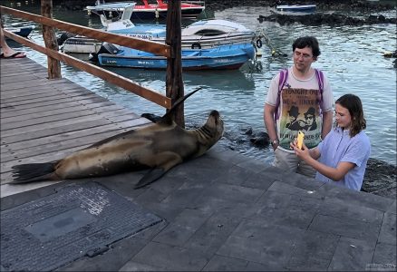 Морской лев требует внимания :)
Близкий родственник калифорнийского морского льва, но меньше по размеру.