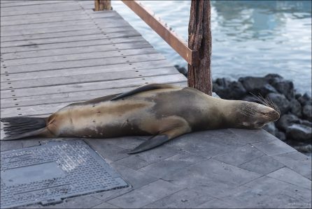 На Санта-Крус морских львов легко увидеть прямо в Пуэрто-Айоре, где они отдыхают на пирсах, лавочках и даже лодках.