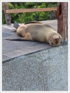 Галапагосский морской лев — одна из самых харизматичных «звёзд» архипелага.