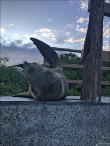 Морские львы очень любопытные и игривые: часто подплывают к купающимся людям, как будто «приглашая» поиграть.