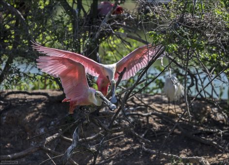 Розовая колпица (Platalea ajaja) — одна из самых ярких и узнаваемых болотных птиц Американского континента.