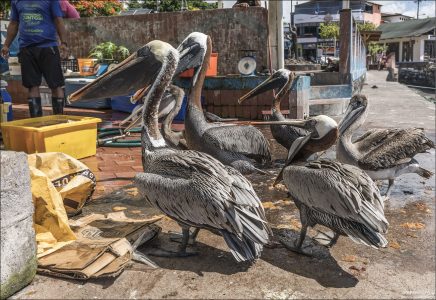 Пеликанья очередь.