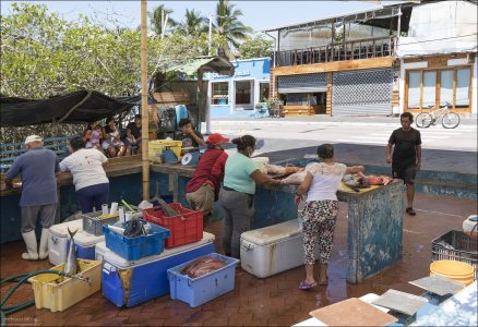 Местная атмосфера: это центральное место, где можно прочувствовать повседневную жизнь Пуэрто-Айора — главного города острова Санта-Крус.