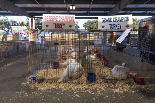 Белоснежные индейки на выставке домашнего скота на ярамарке Fort Bend County Fair. На фото видны вольеры с индейками-победителями конкурса.