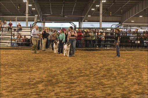 На выставке домашнего скота Fort Bend County Fair. Конкурс экстерьера коз, где оценивается качество и состояние животного, умение участника правильно представить козу, породные характеристики, уход и подготовка к выставке.