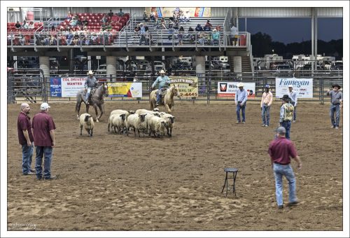 Соревнование по загону овец (sheep herding) на родео Fort Bend County Fair. Выпас овец требует координации между всадником, лошадью и пониманием поведения стада.