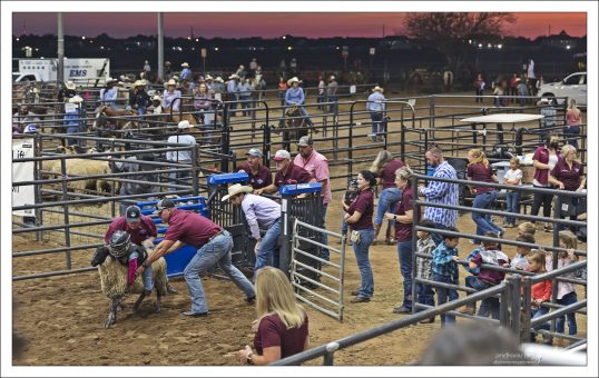 "Mutton busting" - очень популярное детское развлечение на американских родео и ярмарках.