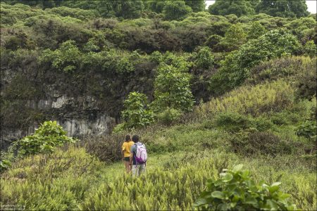 Лес Scalesia.
На Санта-Крус, особенно вокруг кратеров Los Gemelos, растут густые леса Scalesia, формирующие «облачные леса» на средней высоте острова (около 500–800 м над уровнем моря).