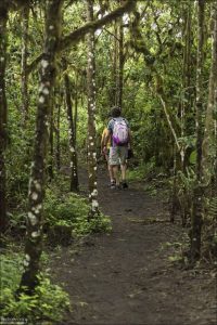 Лес Scalesia вокруг Los Gemelos — это необычная, почти сказочная экосистема.