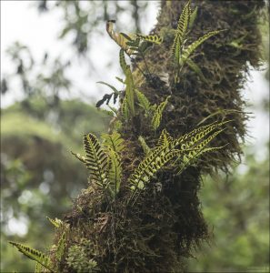 Эндемики Галапагосов: род Scalesia встречается только на Галапагосских островах.