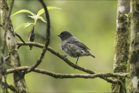 Small Ground Finch - Малый земляной вьюрок (лат. Geospiza fuliginosa). Певчая птица из семейства танагровых. Подвидов не выделяют. Эндемик Галапагосских островов.