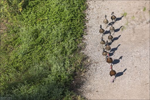Древесные свистящие утки (Whistling ducks) на прогулке.