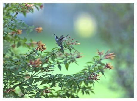Самка Рубиновогорлового колибри (Ruby-throated Hummingbird) пьет нектар с куста Hummingbird Bush. Цветет практически круглый год в теплом климате.