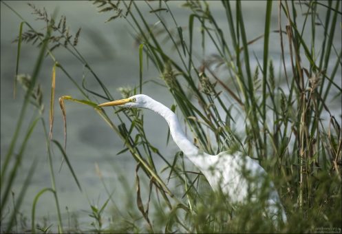 Большие белые цапли (Great Egret, Ardea alba) - одни из самых распространенных и узнаваемых водных птиц в Техасе. Они встречаются круглый год в болотах, прудах, озерах, реках и прибрежных районах.
