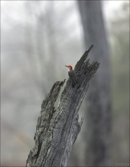 Каролинский дятел (Red-bellied Woodpecker, Melanerpes carolinus). Очень распространены в Техасе и по всему юго-востоку США.