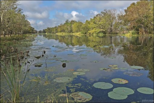 Озеро Elm Lake в парке Brazos Bend State Park.