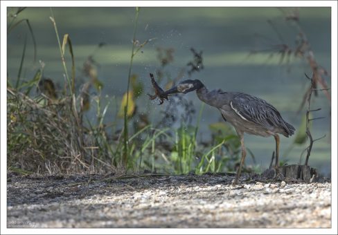 Желтоголовая кваква (Yellow-crowned Night-Heron, Nyctanassa violacea) предпочитают питаться ракообразными. Рыба составляет совсем незначительную часть её рациона.