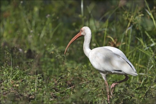 Белый ибис (лат. Eudocimus albus) кормится в основном на мелководье. Его изогнутый клюв идеально приспособлен для того, чтобы на ощупь находить добычу в иле.