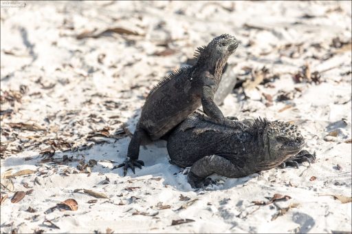 Темная, почти черная окраска помогает игуанам быстрее согреваться на солнце после холодных погружений в океан.