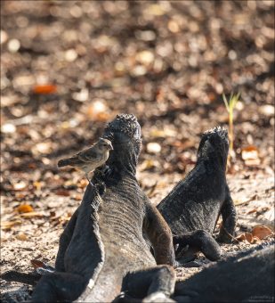 Вьюрки часто садятся на игуан, черепах и других крупных животных в поисках паразитов, клещей или просто используют их как удобный наблюдательный пункт.