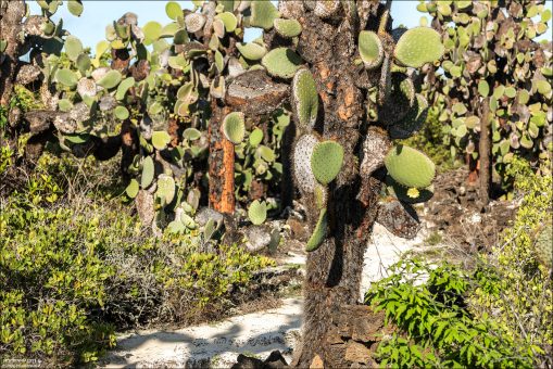 Древовидные опунции Opuntia echios вдоль тропы к Tortuga Bay.