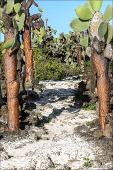 Гигантские опунции могут вырастать до 5-6 метров в высоту.