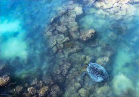 Зеленая морская черепаха (Green Sea Turtle, Chelonia mydas) - один из самых распространенных видов морских черепах на Галапагосах. Они питаются морскими водорослями и морской травой, что и придает их жиру зеленоватый оттенок (отсюда название).