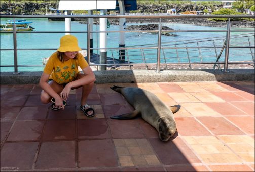 Саша и галапагосский морской лев (Galápagos Sea Lion, Zalophus wollebaeki) - эндемичный вид, встречающийся только на Галапагосских островах.