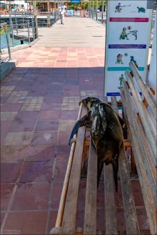 Морские львы на Галапагосах невероятно доверчивы и часто воспринимают людей просто как часть окружения. Они регулярно отдыхают на пирсах, причалах, лавочках и даже в городских зонах Пуэрто-Айоры.