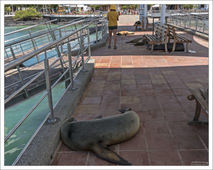Местные жители настолько к ним привыкли, что просто обходят спящих морских львов, как обычное препятствие.