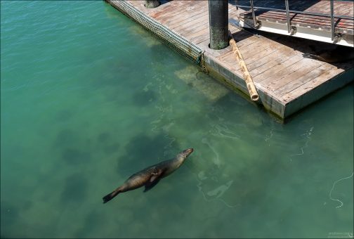 Морские львы могут нырять на глубину до 600 метров и задерживать дыхание на 10-20 минут.
Плавают со скоростью до 40 км/ч - настоящие подводные торпеды.