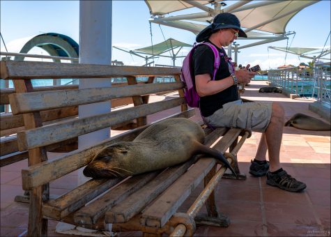 Обычный день на Галапагосах: когда ты делишь скамейку в городском парке с морским львом.