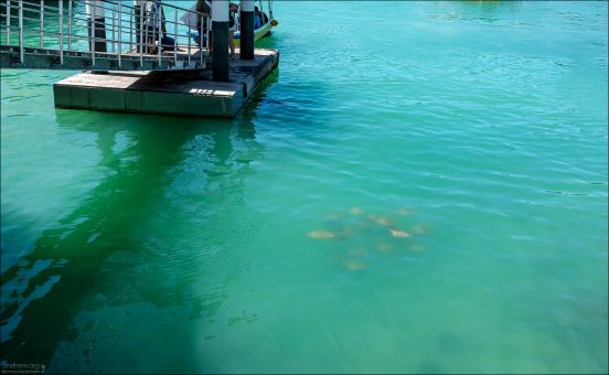 Группа Золотых скатов (Golden Rays, Rhinoptera steindachneri) подплыла прямо к пирсу в Пуэрто-Айоре.