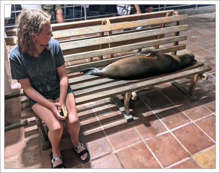 Бомж по-галапагосски.