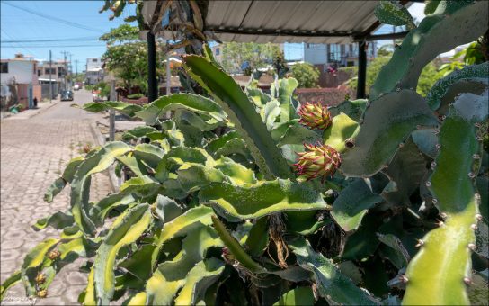 Питайя (dragon fruit, драконий фрукт) - Hylocereus sp., эпифитный кактус, который выращивают ради съедобных плодов.