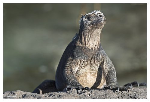 "Драконья" внешность - морская игуана выглядит как существо из доисторических времен.