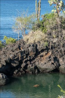 Зеленая морская черепаха плавает в небольшой приливной лагуне среди лавовых скал.