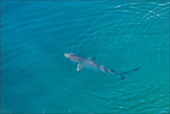 Чернопёрая рифовая акула (лат. Carcharhinus melanopterus) - один из самых распространенных видов акул на Галапагосах. Их легко опознать по характерному удлинённому телу и чёрным отметинам на кончиках спинных и хвостового плавников. Максимальная зарегистрированная длина 1,6 м. Не представляют опасности для человека.