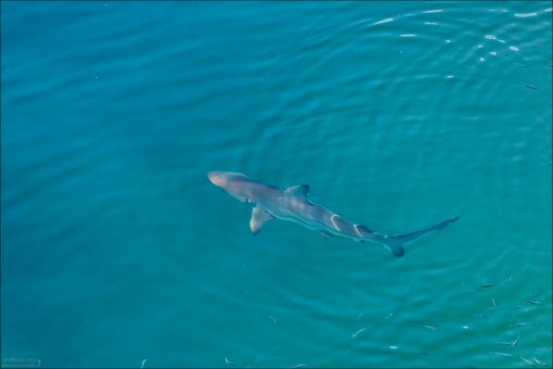Чернопёрая рифовая акула (лат. Carcharhinus melanopterus) - один из самых распространенных видов акул на Галапагосах. Их легко опознать по характерному удлинённому телу и чёрным отметинам на кончиках спинных и хвостового плавников. Максимальная зарегистрированная длина 1,6 м. Не представляют опасности для человека.
