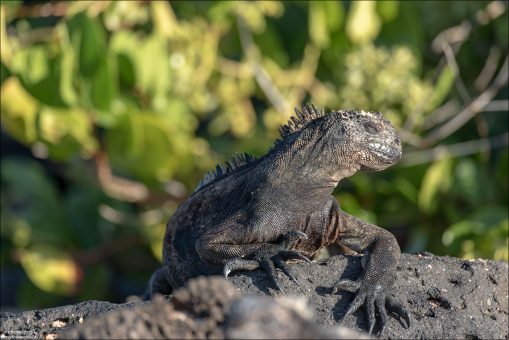 Морская игуана — единственный на планете вид рептилий, питающийся в море.