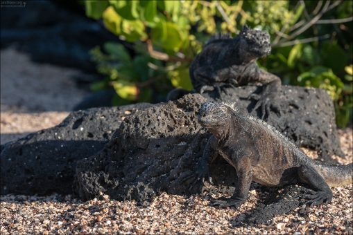 После поиска пищи и ныряния в холодных водах Галапагосских островов, игуаны забираются на близлежащие лавовые скалы, чтобы погреться на солнце.