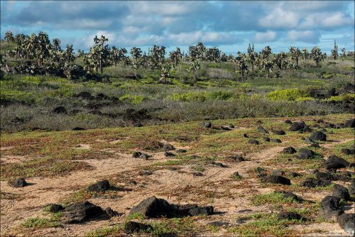 На горизонте древовидные опунции выстроились в причудливый лес.