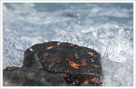 Невероятно быстрые крабы-салли (Sally Lightfoot Crabs) - могут бегать со скоростью до 1.5 м/с.