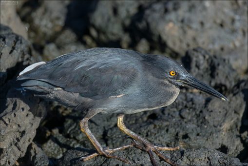 Лавовая цапля (Lava Heron, Butorides sundevalli) - эндемичный вид Галапагосских островов. Очень территориальна - защищает свой участок побережья. Питается крабами-салли и детенышами морских игуан.