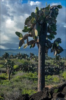 Древовидные опунции являются ключевым элементом местной экосистемы и играют важную роль в питании галапагосских животных, таких как гигантские черепахи и игуаны.